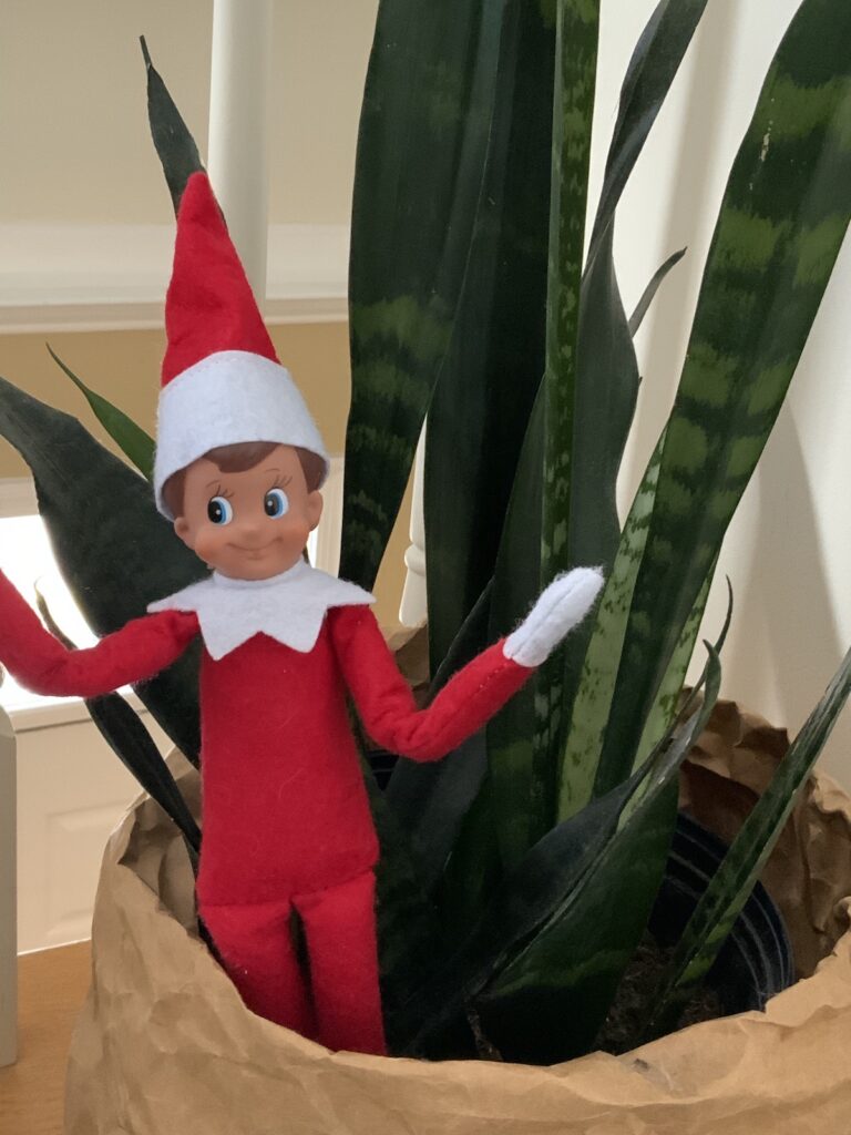 a red boy elf on the shelf doll standing inside the pot of a snake plant.
